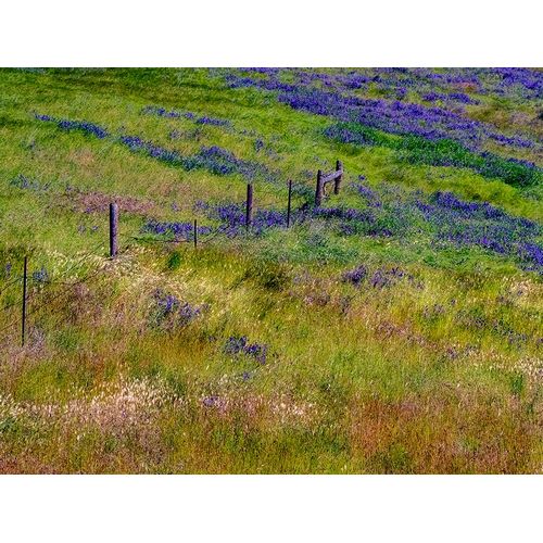 Gulin, Sylvia 아티스트의 USA-Washington State-Palouse with hillside of vetch작품입니다.